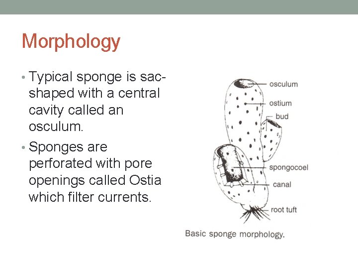 Morphology • Typical sponge is sac- shaped with a central cavity called an osculum.