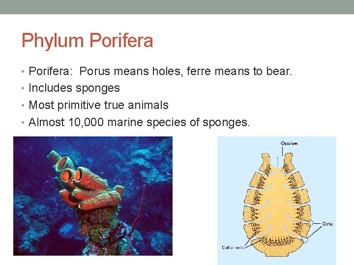 Phylum Porifera • Porifera: Porus means holes, ferre means to bear. • Includes sponges