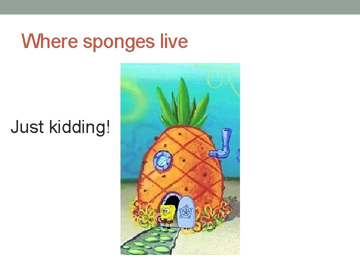 Where sponges live Just kidding! 