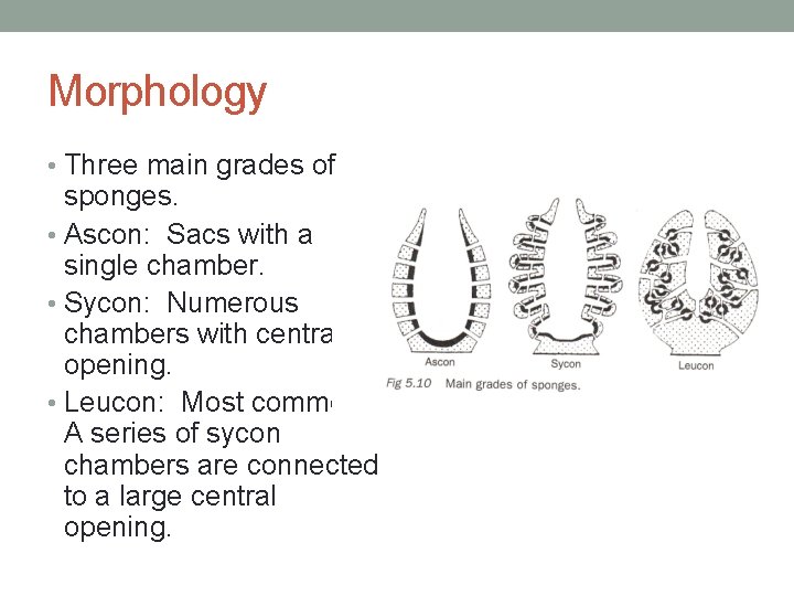 Morphology • Three main grades of sponges. • Ascon: Sacs with a single chamber.