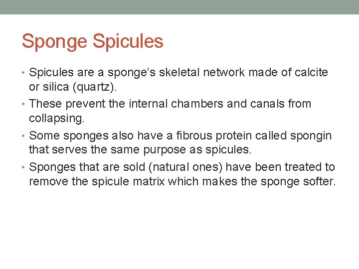 Sponge Spicules • Spicules are a sponge’s skeletal network made of calcite or silica