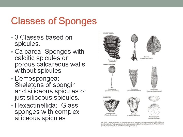 Classes of Sponges • 3 Classes based on spicules. • Calcarea: Sponges with calcitic