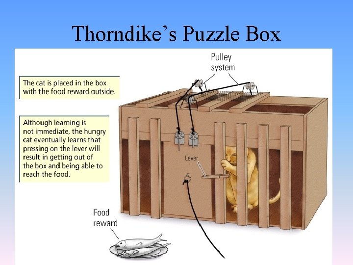 Thorndike’s Puzzle Box 