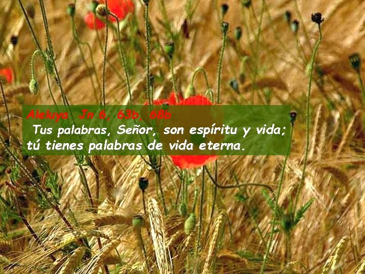 Aleluya Jn 6, 63 b, 68 b Tus palabras, Señor, son espíritu y vida;