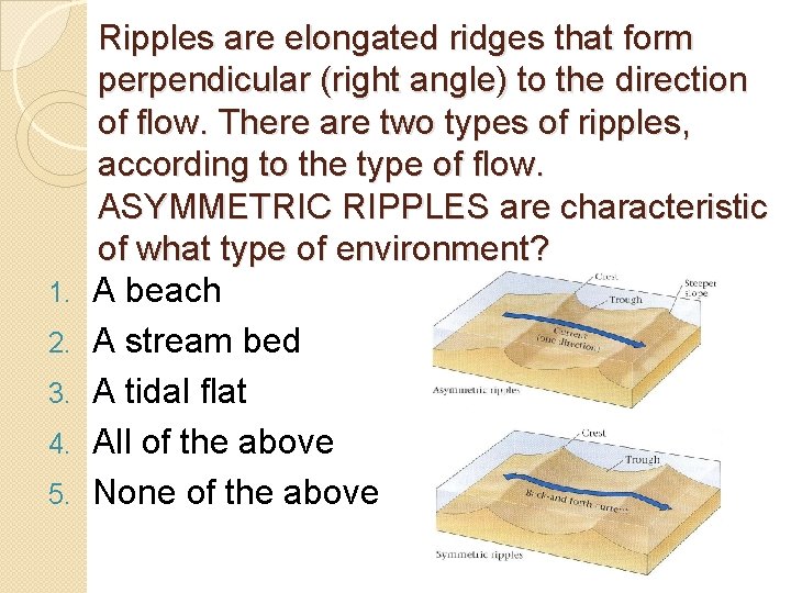 1. 2. 3. 4. 5. Ripples are elongated ridges that form perpendicular (right angle) 1. 2. 3. 4. 5. Ripples are elongated ridges that form perpendicular (right angle)