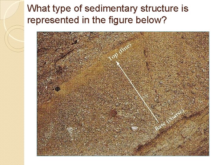 What type of sedimentary structure is represented in the figure below? What type of sedimentary structure is represented in the figure below?
