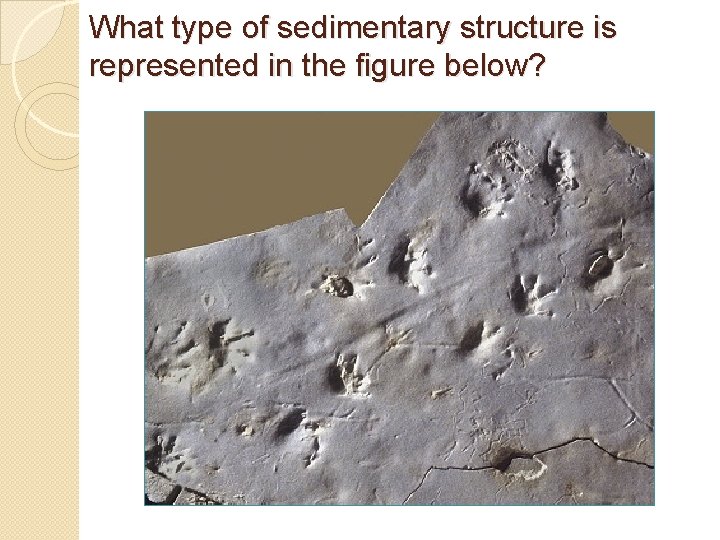What type of sedimentary structure is represented in the figure below? What type of sedimentary structure is represented in the figure below?