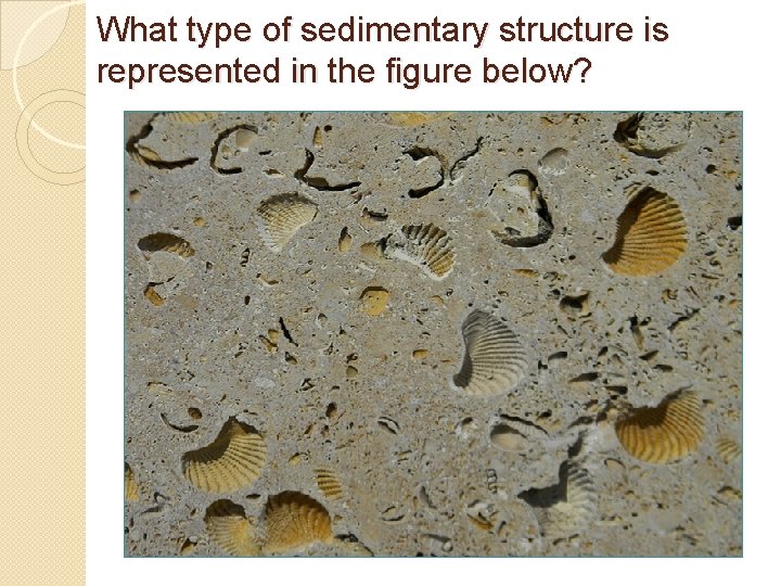 What type of sedimentary structure is represented in the figure below? What type of sedimentary structure is represented in the figure below?