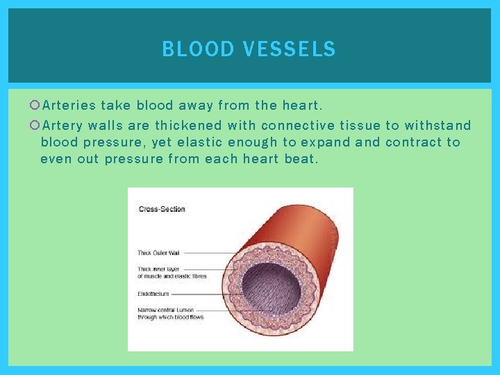 BLOOD VESSELS Arteries take blood away from the heart. Artery walls are thickened with