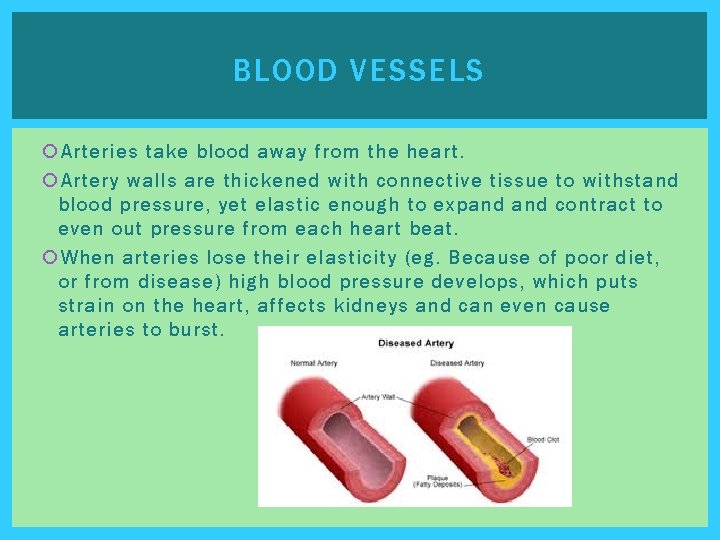 BLOOD VESSELS Arteries take blood away from the heart. Artery walls are thickened with