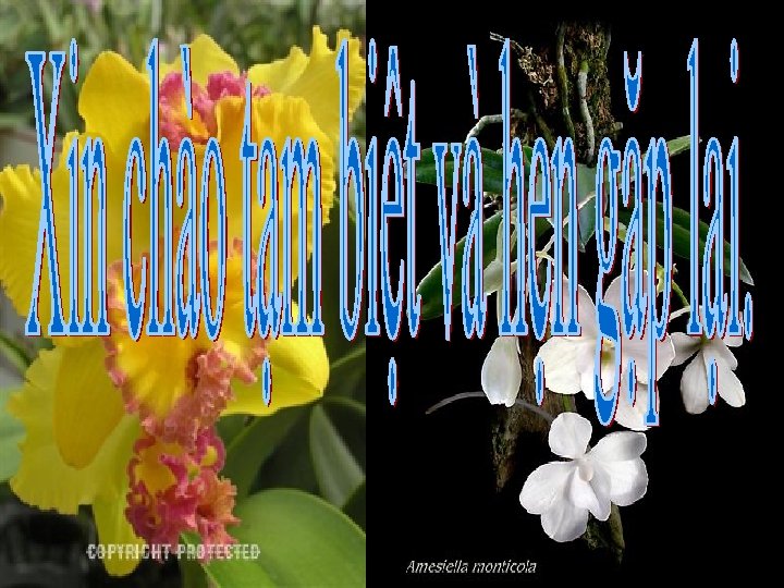 Giờ học kết thúc n. Xin chào tạm biệt và hẹn gặ p l