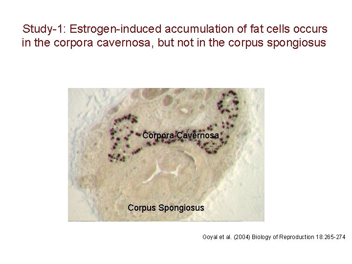 Study-1: Estrogen-induced accumulation of fat cells occurs in the corpora cavernosa, but not in