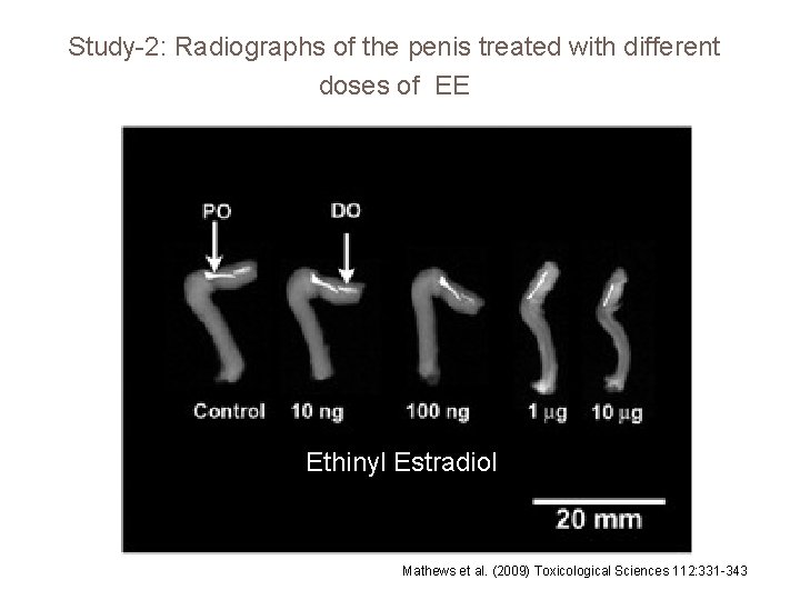 Study-2: Radiographs of the penis treated with different doses of EE Ethinyl Estradiol Mathews