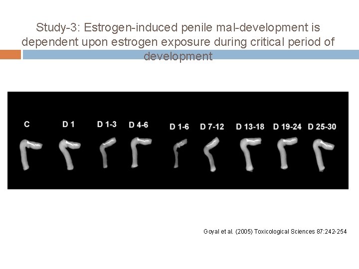 Study-3: Estrogen-induced penile mal-development is dependent upon estrogen exposure during critical period of development