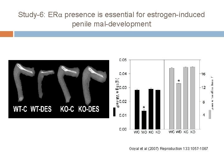 Study-6: ERα presence is essential for estrogen-induced penile mal-development Goyal et al (2007) Reproduction