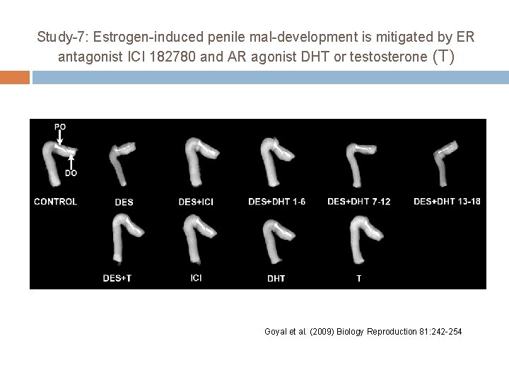 Study-7: Estrogen-induced penile mal-development is mitigated by ER antagonist ICI 182780 and AR agonist