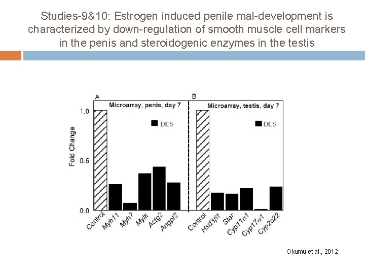 Studies-9&10: Estrogen induced penile mal-development is characterized by down-regulation of smooth muscle cell markers