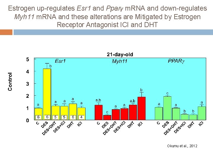 Estrogen up-regulates Esr 1 and Pparγ m. RNA and down-regulates Myh 11 m. RNA