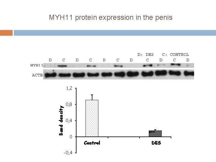 MYH 11 protein expression in the penis Band density 1, 2 0, 8 0,