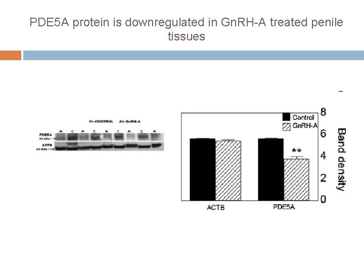 PDE 5 A protein is downregulated in Gn. RH-A treated penile tissues 