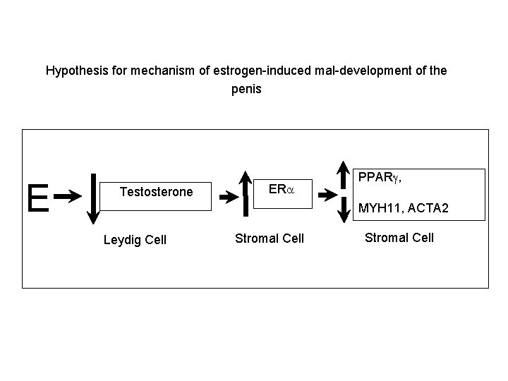 Hypothesis for mechanism of estrogen-induced mal-development of the penis E Testosterone ERa PPARg, MYH