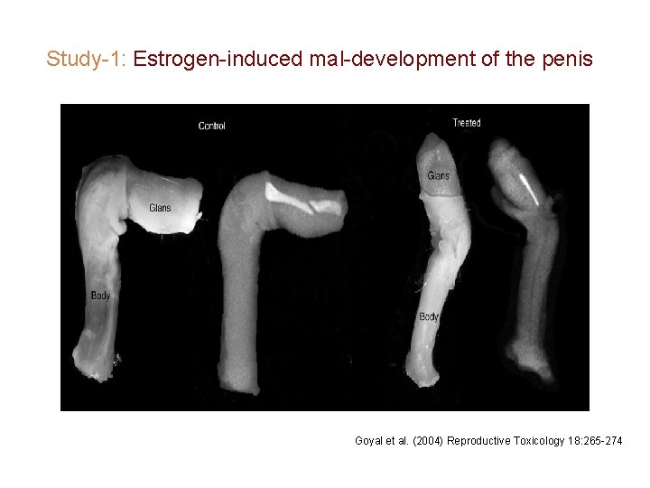 Study-1: Estrogen-induced mal-development of the penis Goyal et al. (2004) Reproductive Toxicology 18: 265