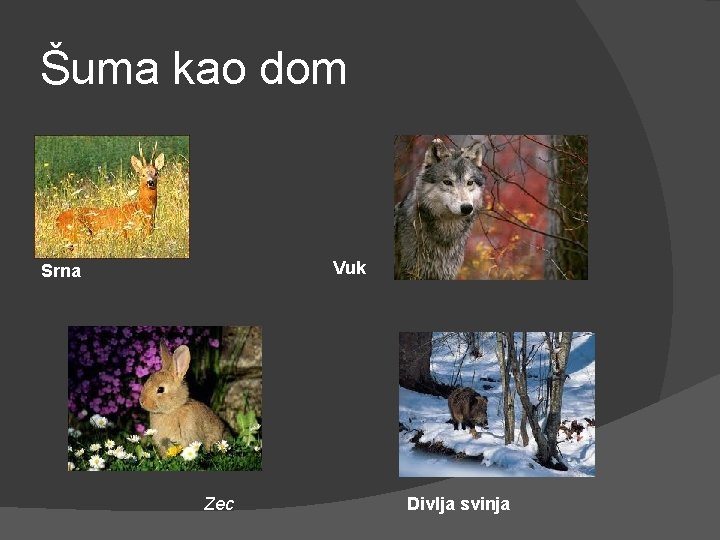 Šuma kao dom Vuk Srna Zec Divlja svinja 