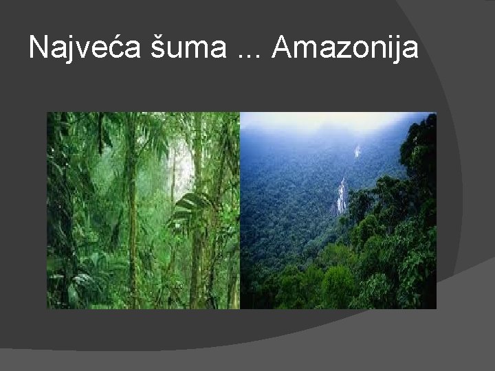 Najveća šuma. . . Amazonija 