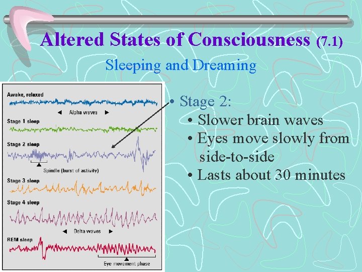 Altered States of Consciousness (7. 1) Sleeping and Dreaming • Stage 2: • Slower