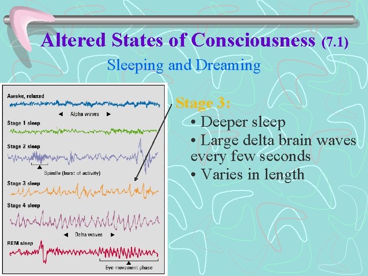 Altered States of Consciousness (7. 1) Sleeping and Dreaming Stage 3: • Deeper sleep