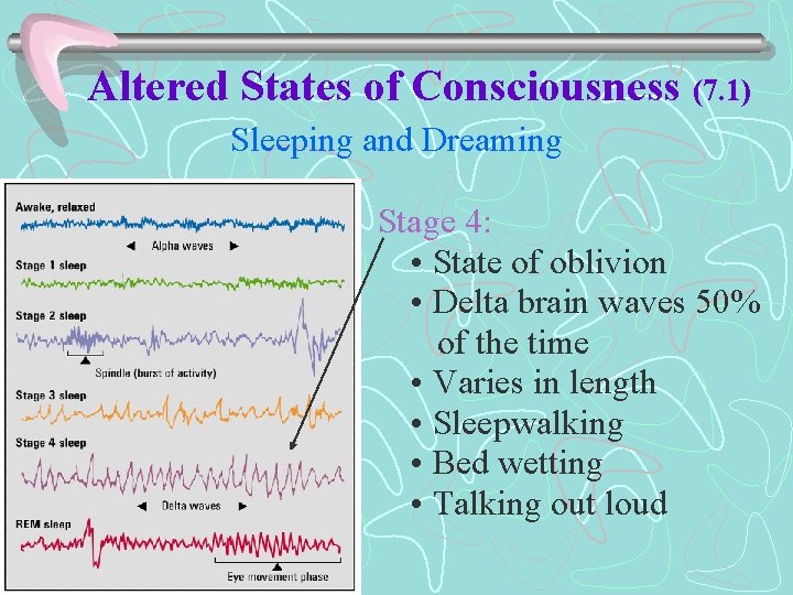 Altered States of Consciousness (7. 1) Sleeping and Dreaming Stage 4: • State of