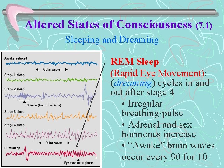 Altered States of Consciousness (7. 1) Sleeping and Dreaming REM Sleep (Rapid Eye Movement):