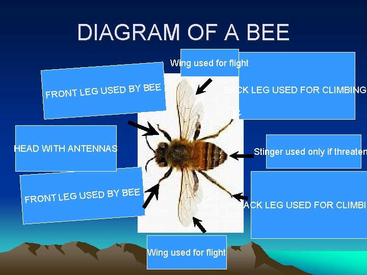 BEES BY ALEX MORFORD DIAGRAM OF A BEE