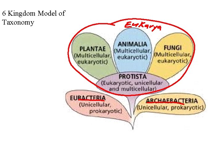 6 Kingdom Model of Taxonomy 6 Kingdom Model of Taxonomy