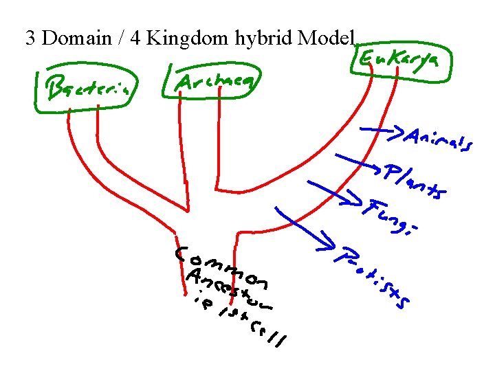 3 Domain / 4 Kingdom hybrid Model 3 Domain / 4 Kingdom hybrid Model