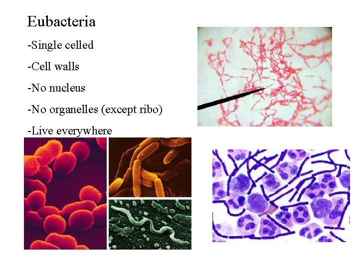 Eubacteria -Single celled -Cell walls -No nucleus -No organelles (except ribo) -Live everywhere Eubacteria -Single celled -Cell walls -No nucleus -No organelles (except ribo) -Live everywhere