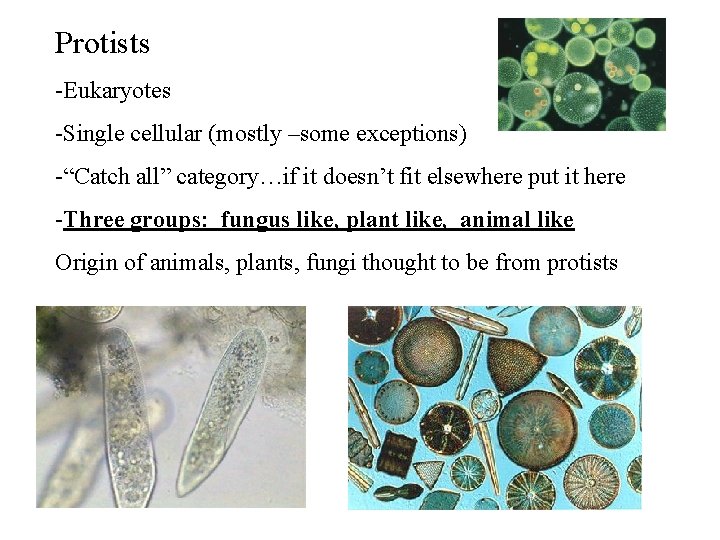 Protists -Eukaryotes -Single cellular (mostly –some exceptions) -“Catch all” category…if it doesn’t fit elsewhere Protists -Eukaryotes -Single cellular (mostly –some exceptions) -“Catch all” category…if it doesn’t fit elsewhere