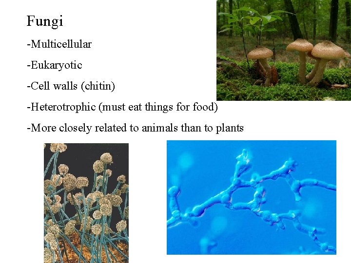 Fungi -Multicellular -Eukaryotic -Cell walls (chitin) -Heterotrophic (must eat things for food) -More closely Fungi -Multicellular -Eukaryotic -Cell walls (chitin) -Heterotrophic (must eat things for food) -More closely