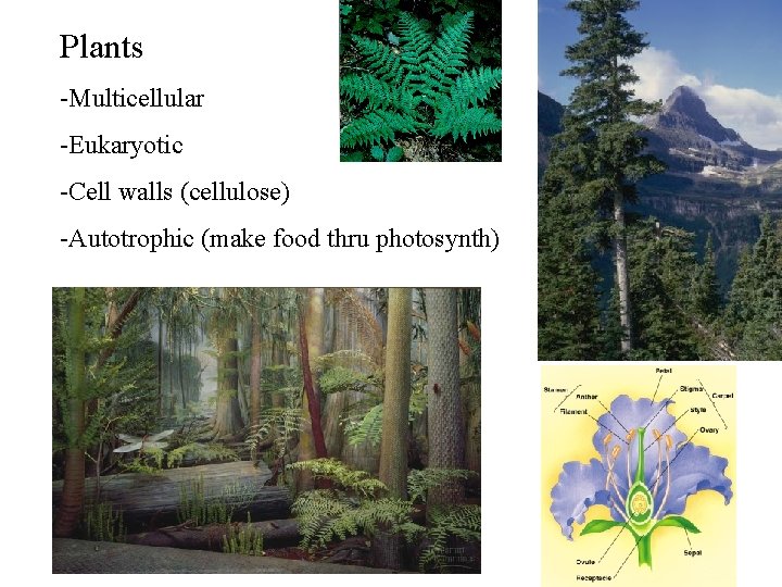 Plants -Multicellular -Eukaryotic -Cell walls (cellulose) -Autotrophic (make food thru photosynth) Plants -Multicellular -Eukaryotic -Cell walls (cellulose) -Autotrophic (make food thru photosynth)