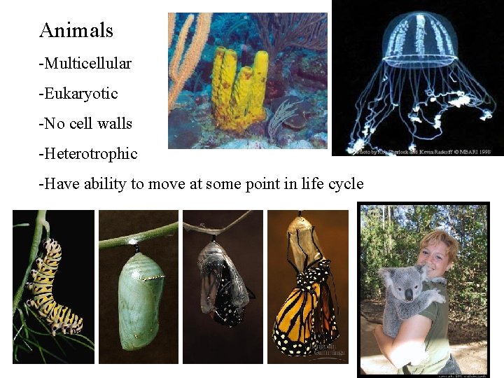 Animals -Multicellular -Eukaryotic -No cell walls -Heterotrophic -Have ability to move at some point Animals -Multicellular -Eukaryotic -No cell walls -Heterotrophic -Have ability to move at some point