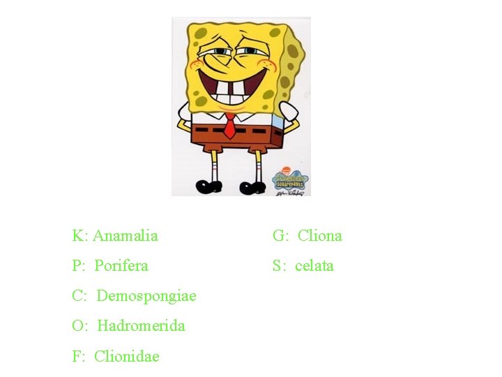 K: Anamalia G: Cliona P: Porifera S: celata C: Demospongiae O: Hadromerida F: Clionidae K: Anamalia G: Cliona P: Porifera S: celata C: Demospongiae O: Hadromerida F: Clionidae