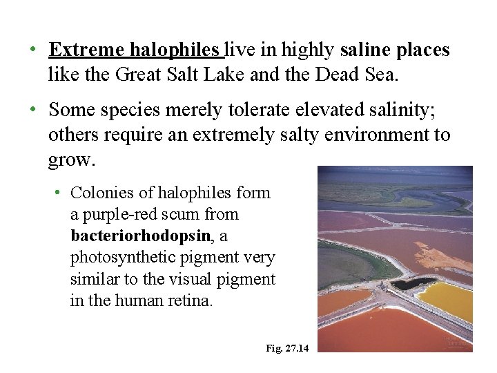 • Extreme halophiles live in highly saline places like the Great Salt Lake • Extreme halophiles live in highly saline places like the Great Salt Lake