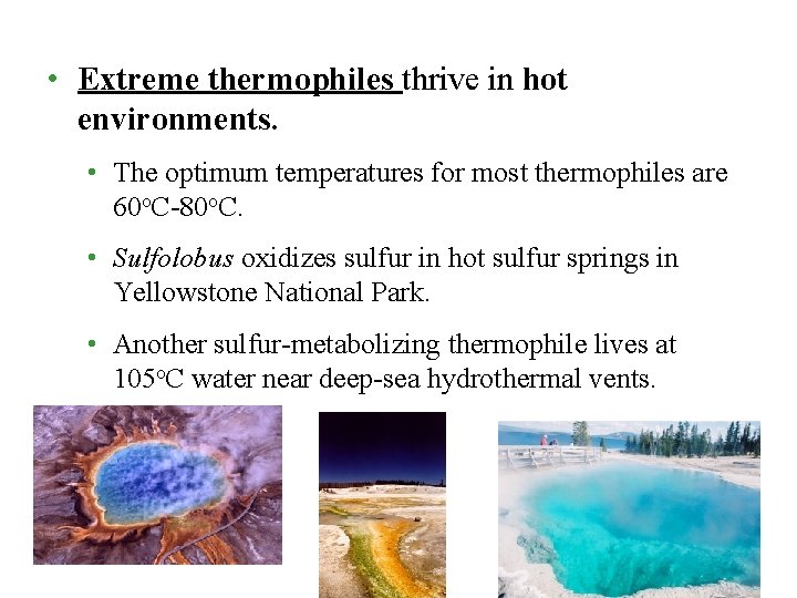• Extreme thermophiles thrive in hot environments. • The optimum temperatures for most • Extreme thermophiles thrive in hot environments. • The optimum temperatures for most