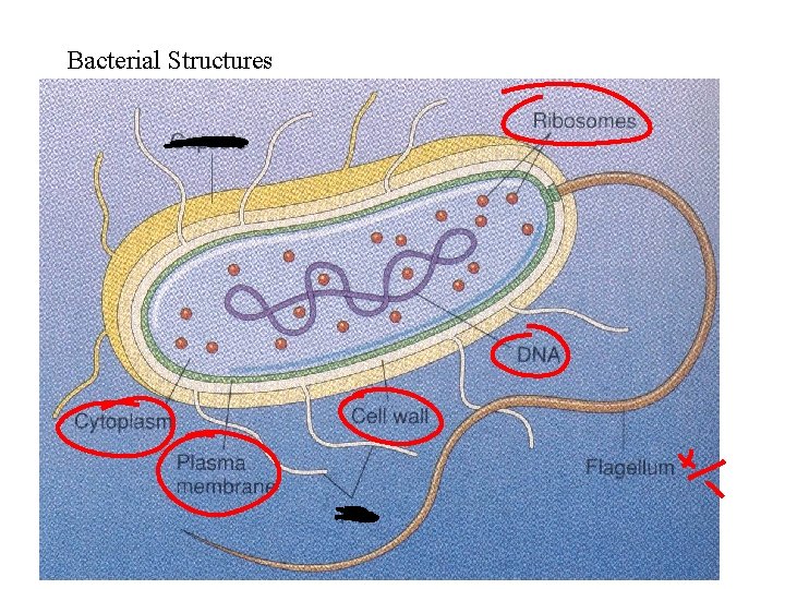 Bacterial Structures Bacterial Structures