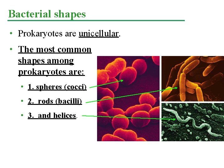 Bacterial shapes • Prokaryotes are unicellular. • The most common shapes among prokaryotes are: Bacterial shapes • Prokaryotes are unicellular. • The most common shapes among prokaryotes are: