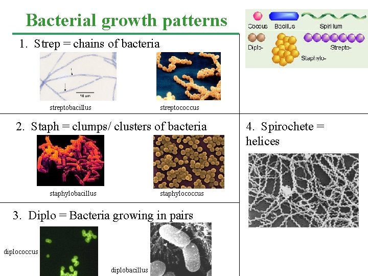 Bacterial growth patterns 1. Strep = chains of bacteria streptobacillus streptococcus 2. Staph = Bacterial growth patterns 1. Strep = chains of bacteria streptobacillus streptococcus 2. Staph =