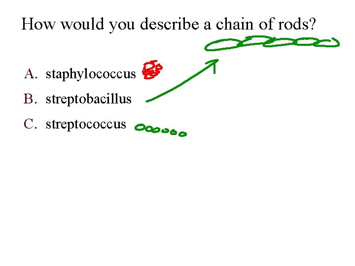 How would you describe a chain of rods? A. staphylococcus B. streptobacillus C. streptococcus How would you describe a chain of rods? A. staphylococcus B. streptobacillus C. streptococcus