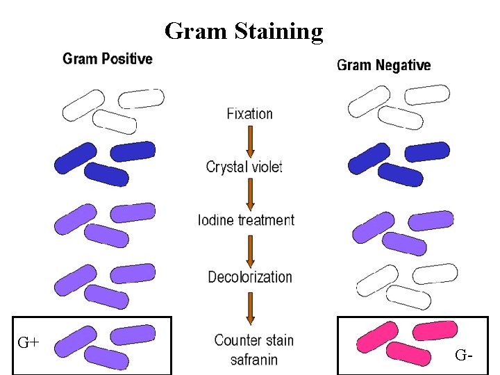 Gram Staining G+ G- Gram Staining G+ G-