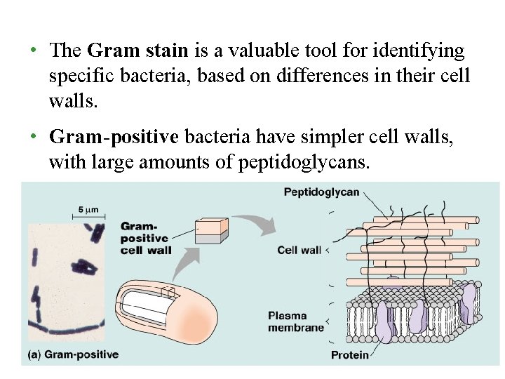 • The Gram stain is a valuable tool for identifying specific bacteria, based • The Gram stain is a valuable tool for identifying specific bacteria, based
