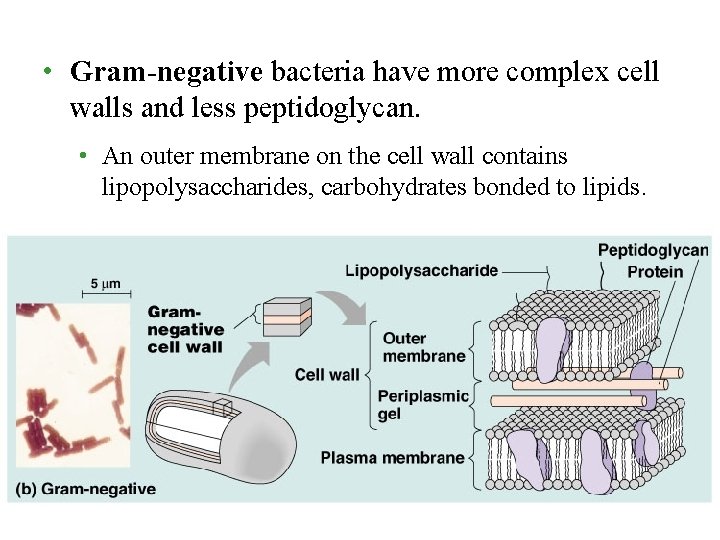• Gram-negative bacteria have more complex cell walls and less peptidoglycan. • An • Gram-negative bacteria have more complex cell walls and less peptidoglycan. • An